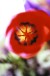 Flowerby: Lynn Goldsmith/Donald Sultan