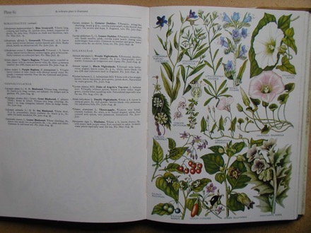 The Concise British Flora in Colourby: W. Keble Martin