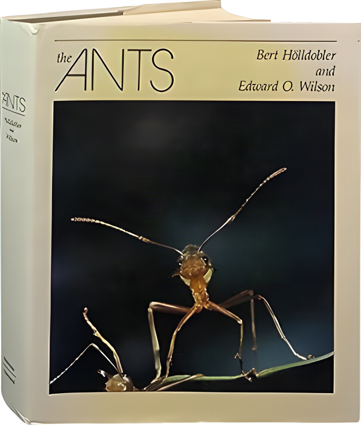 The Ants by: Bert Holldobler; Edward O. Wilson