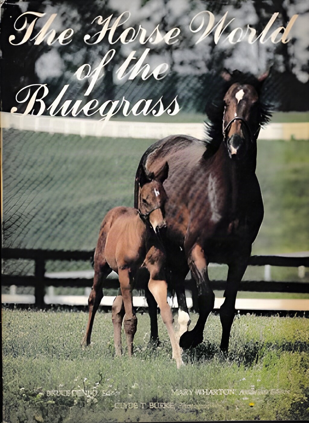 The Horse World of the Bluegrass by: Denbo, Bruce (Ed.) Wharton, Mary E & Edward Bowen 