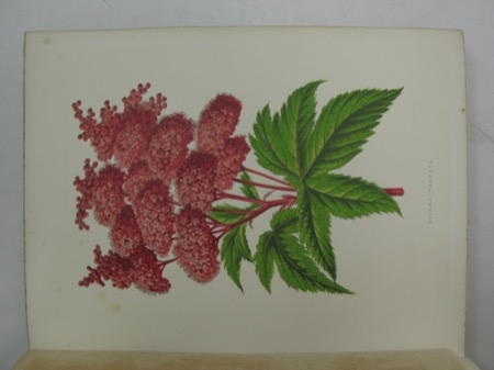 Greenhouse Favourites - A Description of Choice Greenhouse Plants, with Practical Directions for their Management and Cultivation - Illustrated with Coloured Plates and Wood Engravingsby: 