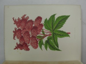 Greenhouse Favourites - A Description of Choice Greenhouse Plants, with Practical Directions for their Management and Cultivation - Illustrated with Coloured Plates and Wood Engravingsby: 