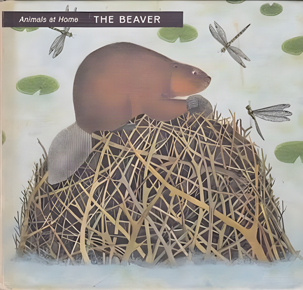 Animals at Home: The Beaverby: Roels, Iliane (Idea & Illustrated),translated by Marion Koenig