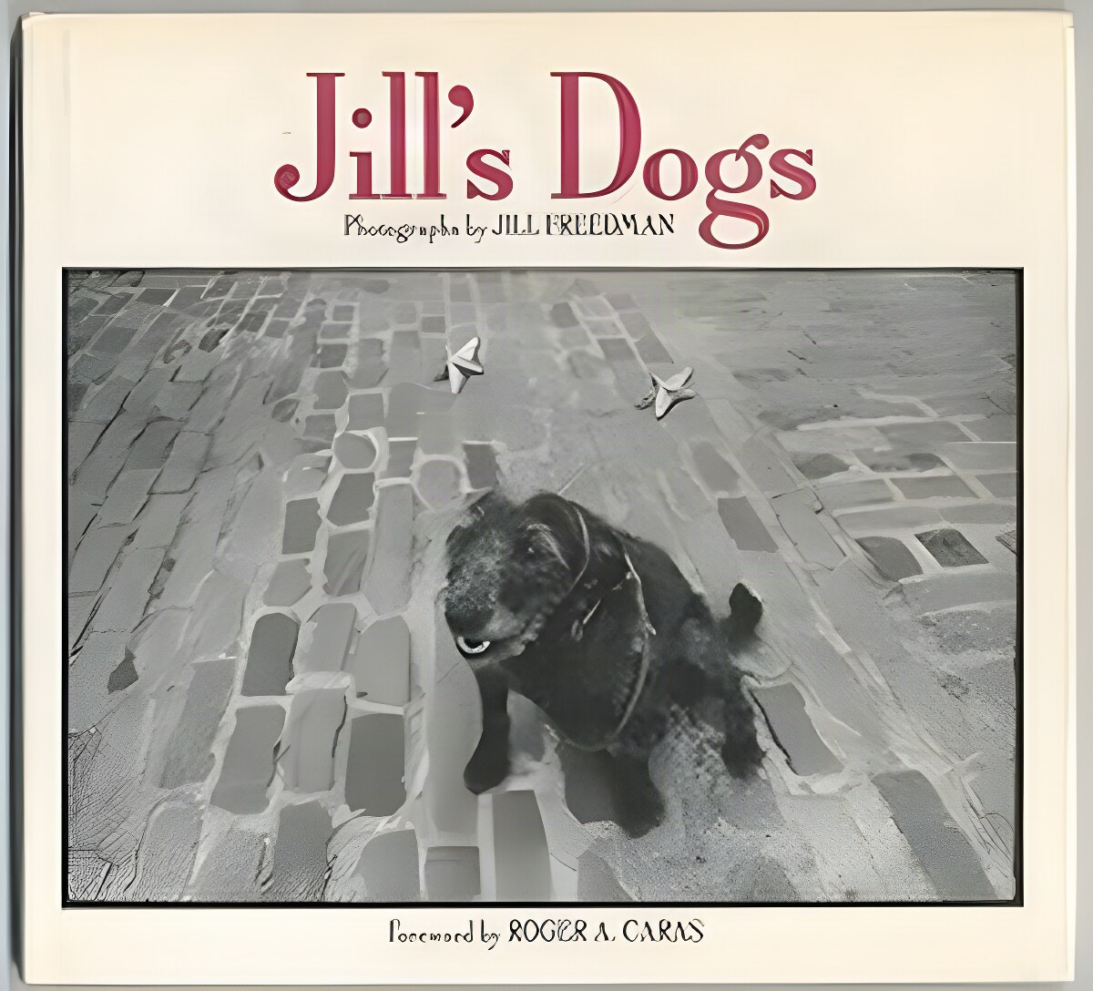 Jill's Dogsby: Freedman, Jill