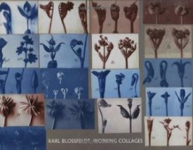 Karl Blossfeldt: Working Collagesby: Wilde , Ann and Jurgen