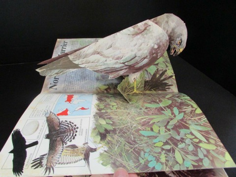 Majesty in Flight: Nature's Birds of Prey in Three Dimensionsby: Van der Meer, Ron