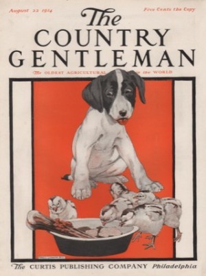 ORIGINAL VINTAGE MAGAZINE COVER: The Country Gentleman - August 22 1914 - Dog watching chicksby: Charles Livingston Bull (Illust.)
