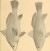 The Fishes of Panama Bayby: Charles H. Gilbert and Edwin C. Starks 