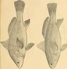 The Fishes of Panama Bayby: Charles H. Gilbert and Edwin C. Starks 
