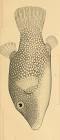 The Fishes of Panama Bayby: Charles H. Gilbert and Edwin C. Starks 