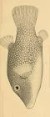 The Fishes of Panama Bayby: Charles H. Gilbert and Edwin C. Starks 