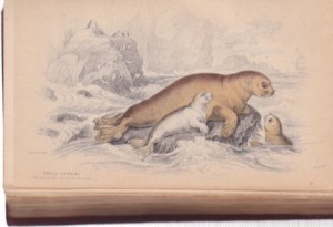 The Naturalist's Library: Volume XXV Mammalia: Amphibious Carnivora by: Hamilton, Robert, Jardine, William [Editor]
